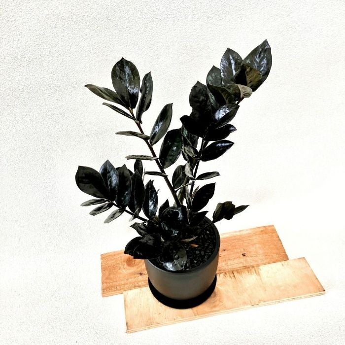 観葉植物 【現品】 黒い葉っぱ ザミオクルカス 『レイブン