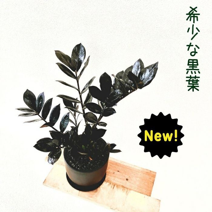 観葉植物現品販売
