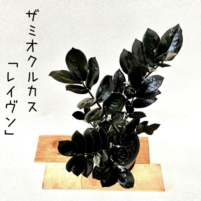 観葉植物現品販売