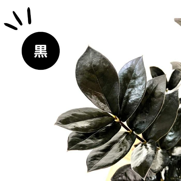 観葉植物現品販売