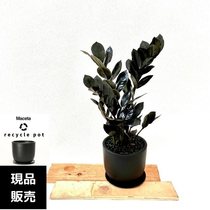 観葉植物現品販売