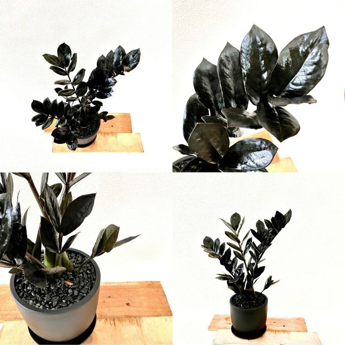 観葉植物現品販売