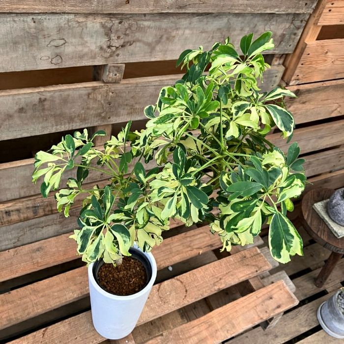 観葉植物 【現品 】“シェフレラ・ジェニーネ” 曲がり樹形 希少 新品 001161