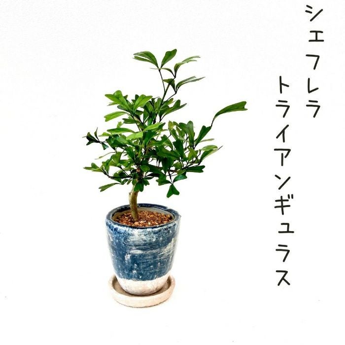 観葉植物現品販売