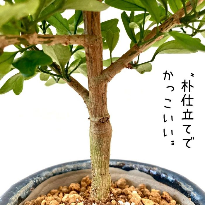 観葉植物現品販売