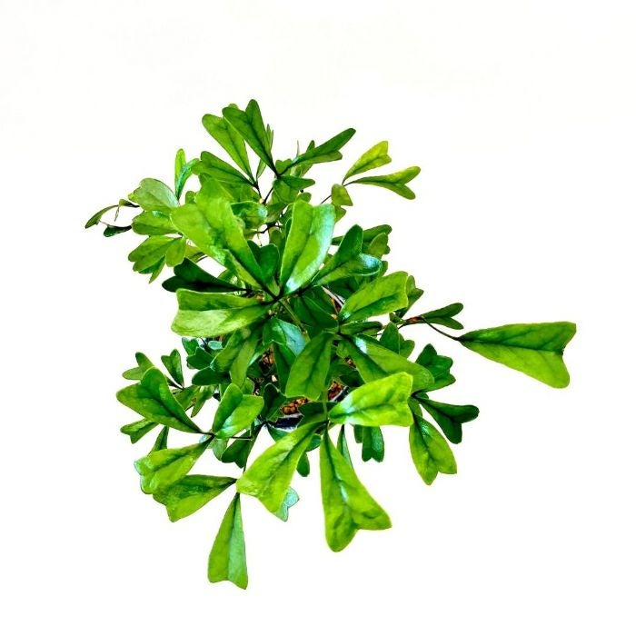 観葉植物現品販売