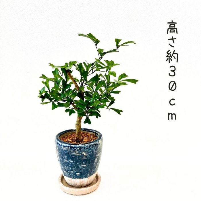 観葉植物現品販売