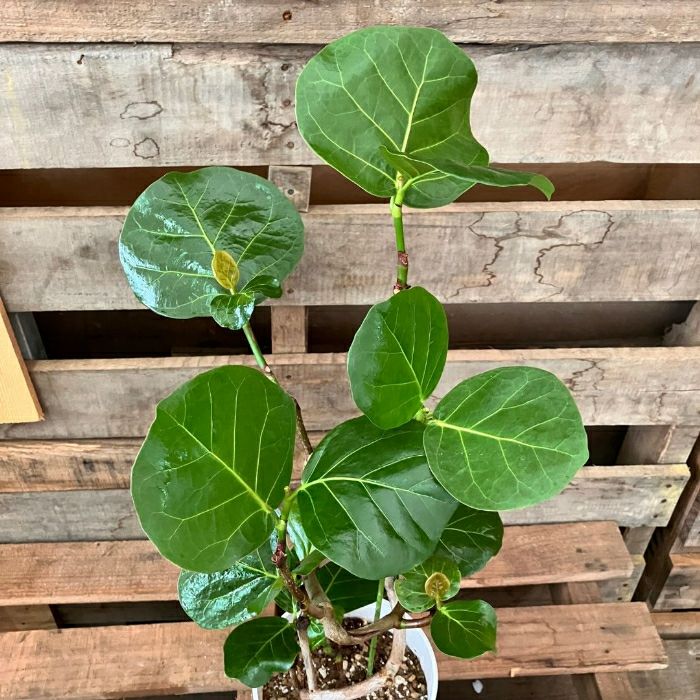 観葉植物現品販売