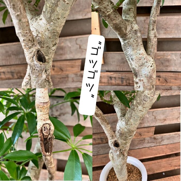 観葉植物現品販売