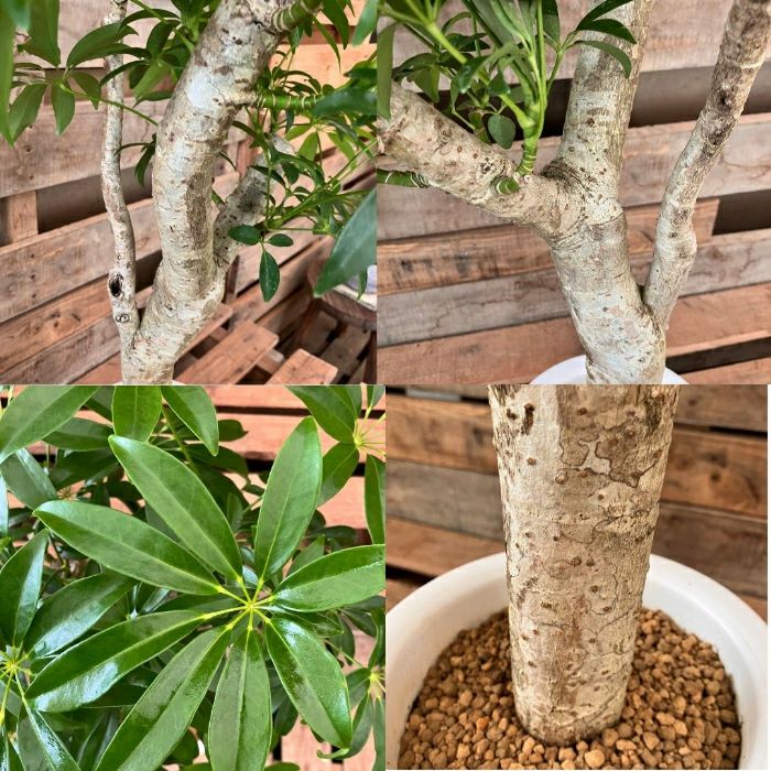 観葉植物現品販売