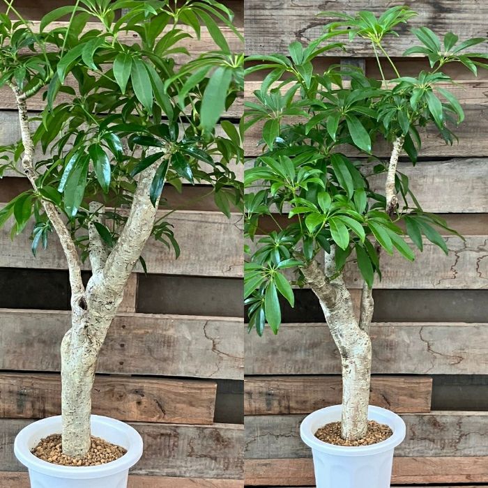 観葉植物現品販売