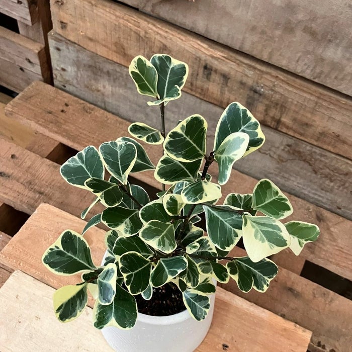 観葉植物現品販売