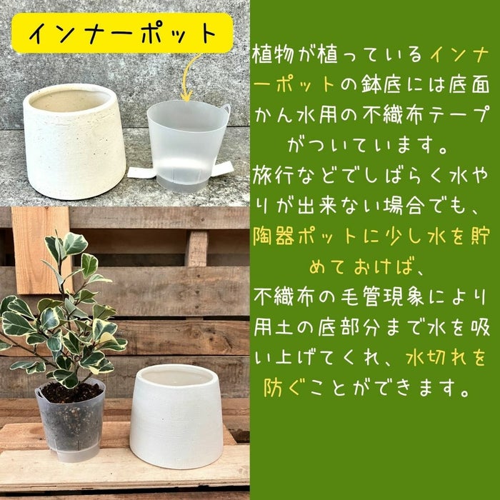 観葉植物現品販売