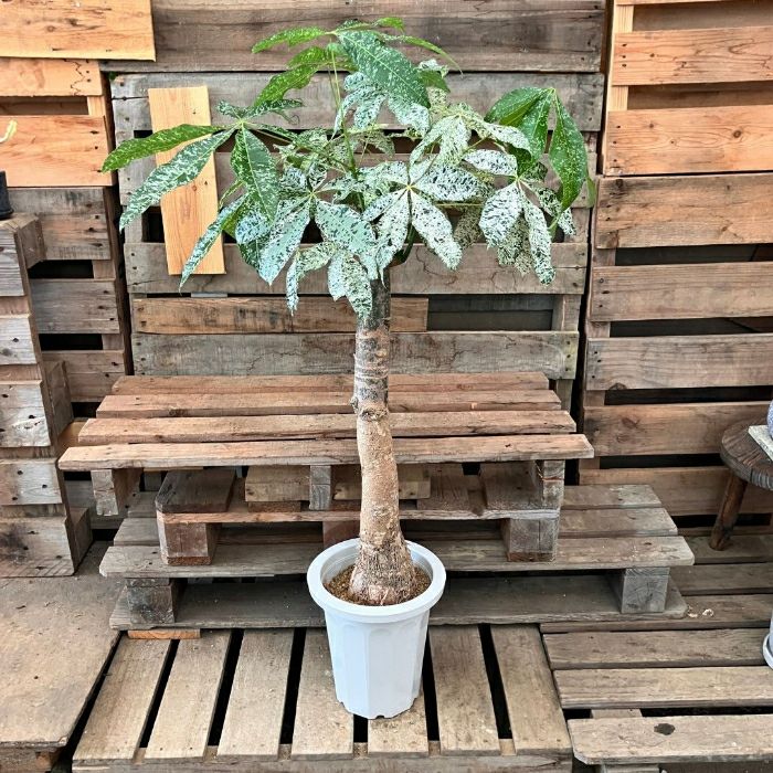 観葉植物 本物 【現品】激レア 斑入りパキラ ミルキーウェイ 新品 001221