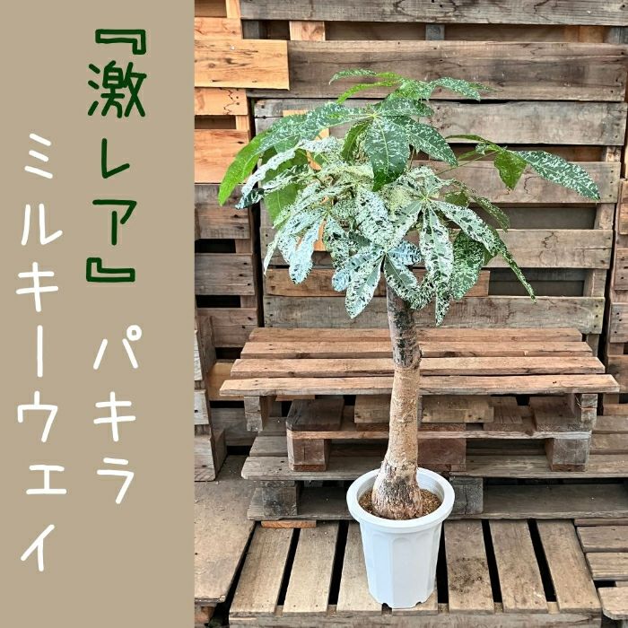 観葉植物現品販売