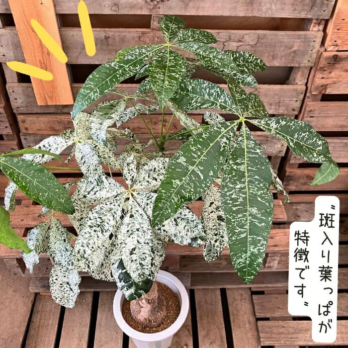 観葉植物現品販売
