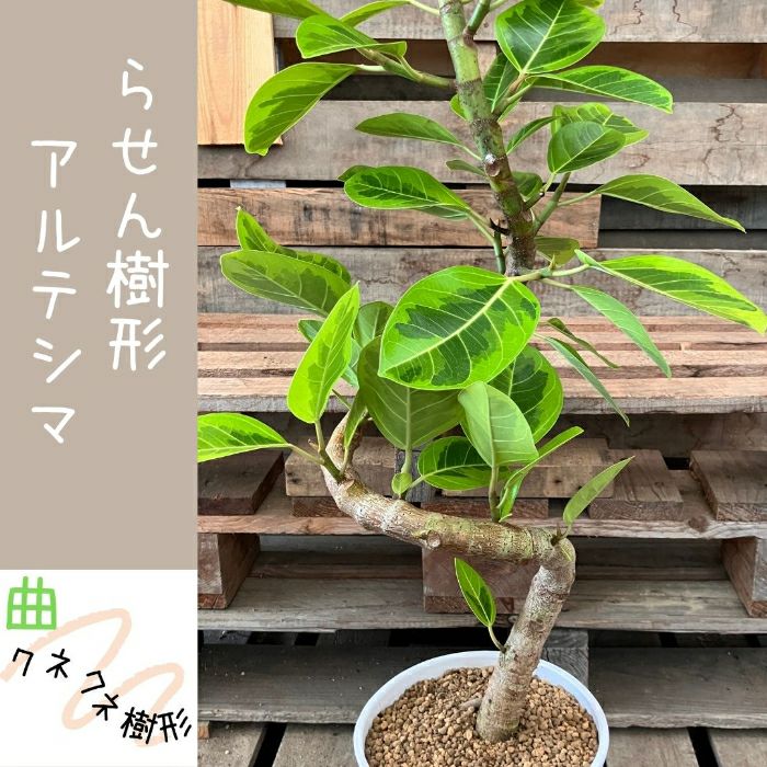 観葉植物現品販売