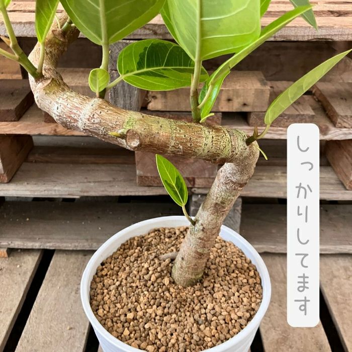 観葉植物現品販売