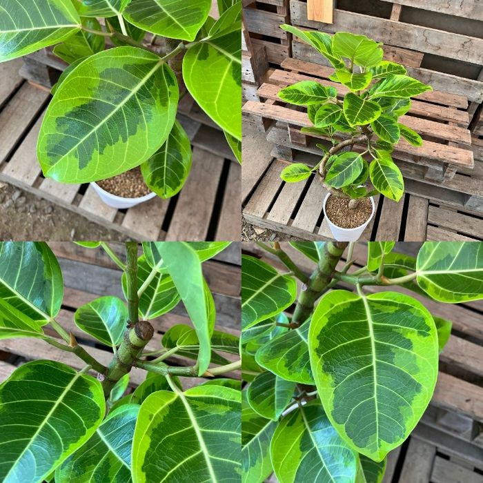 観葉植物現品販売