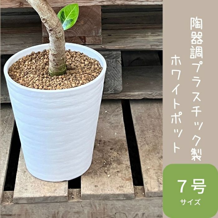 観葉植物現品販売
