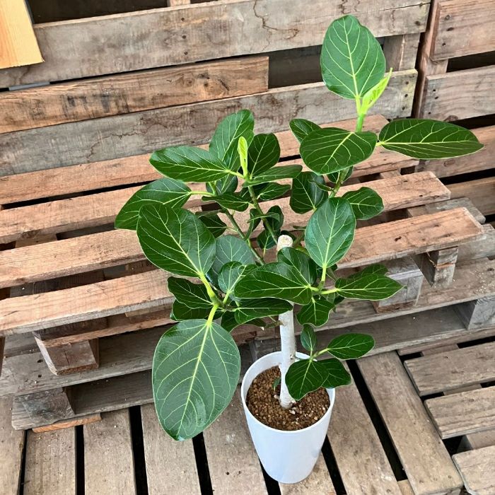 観葉植物 【現品】 ☆直幹樹形☆ ベンガレンシス 新品 001224