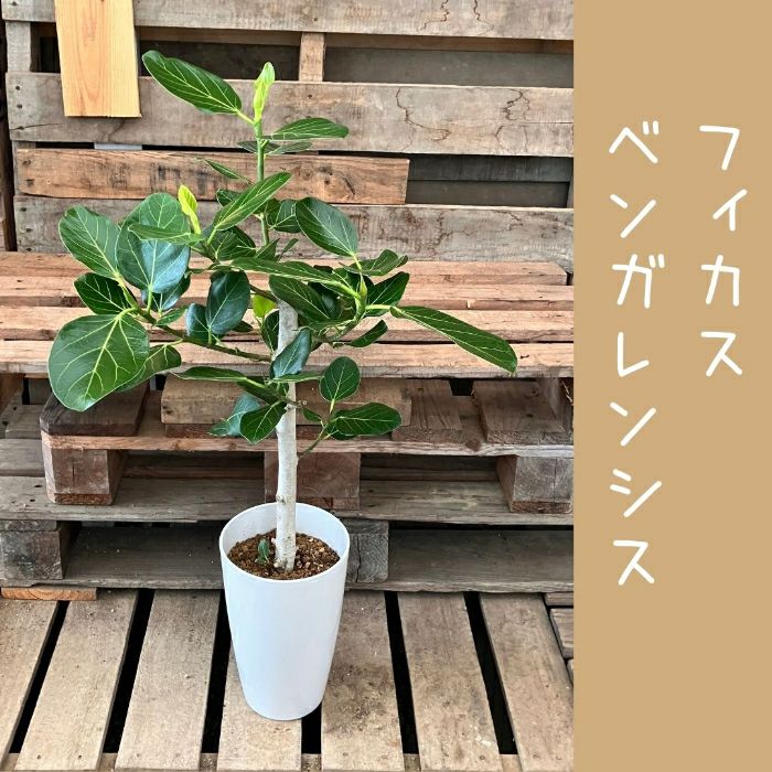 観葉植物現品販売