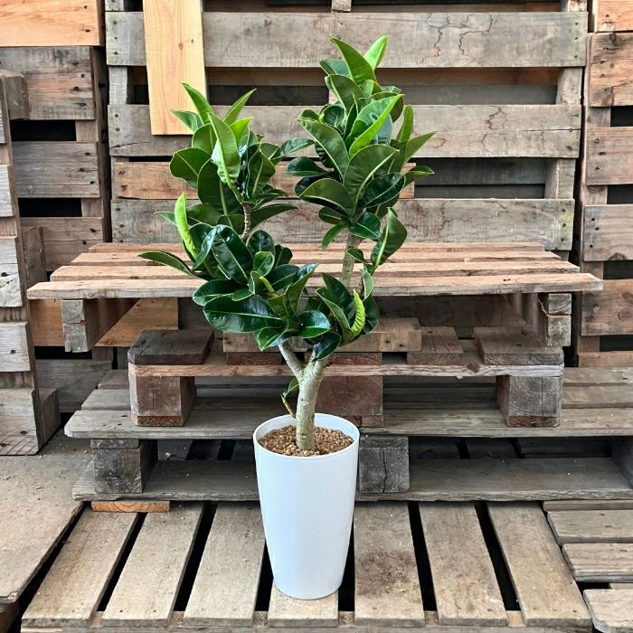 観葉植物 【現品 】 希少 フィカス エラスティカ アポロ （アポロゴム