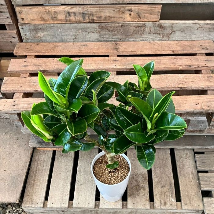 観葉植物現品販売