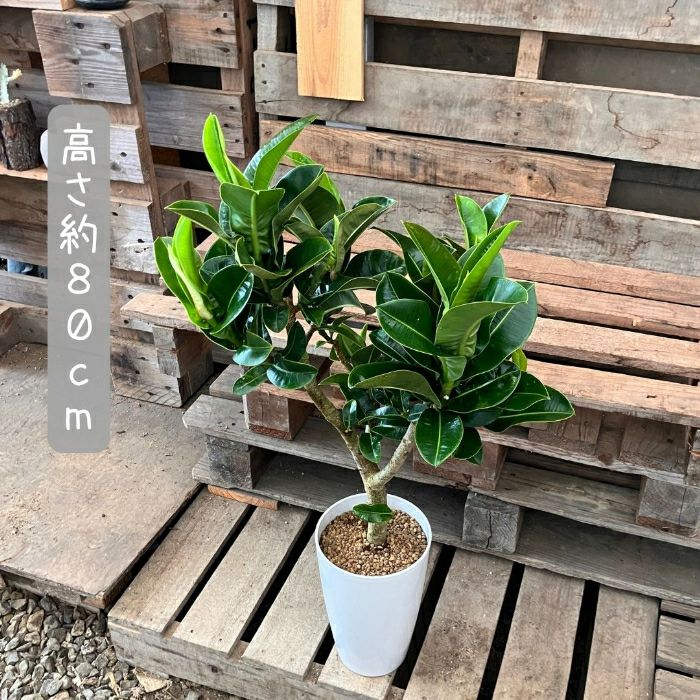 観葉植物現品販売