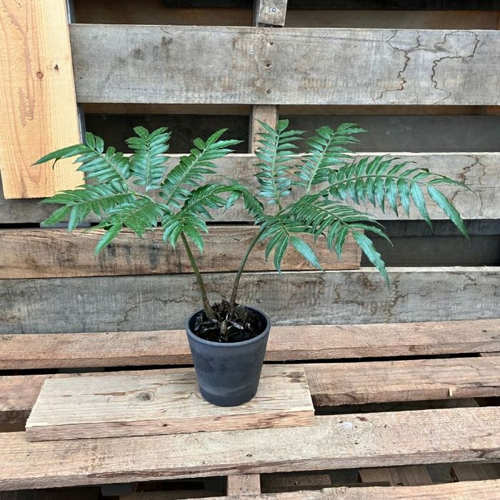 観葉植物現品販売