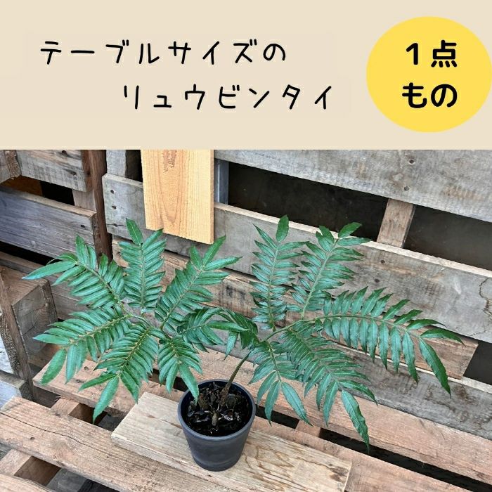 観葉植物現品販売