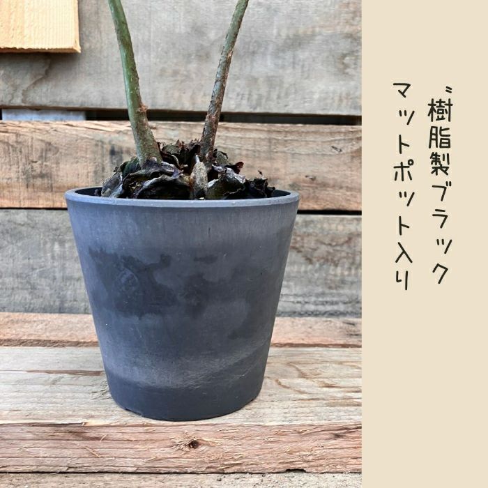 観葉植物現品販売