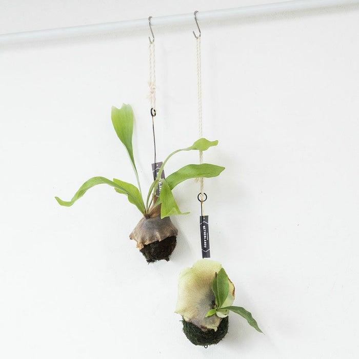 コウモリラン 育成個体 プラティセリウム・ネザーランド 苔玉 観葉植物 訳あり