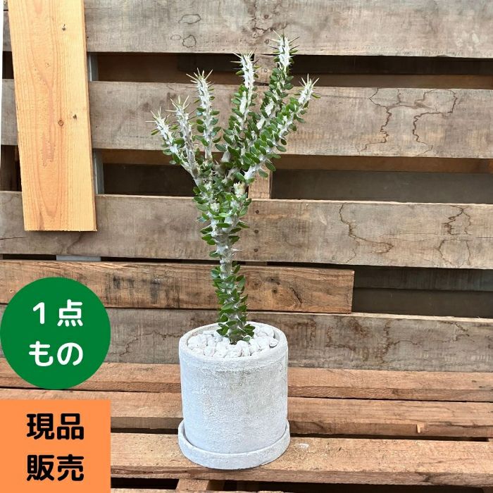 観葉植物現品販売