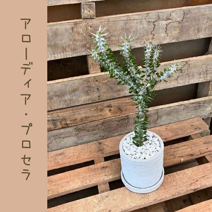 観葉植物現品販売