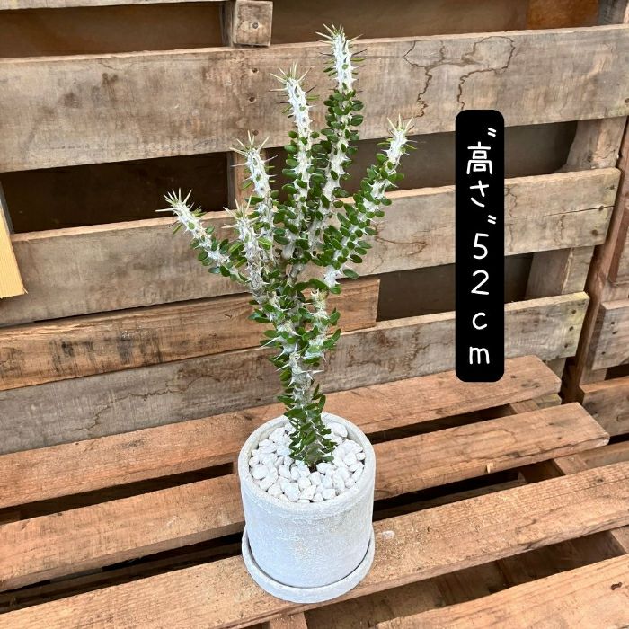 観葉植物現品販売