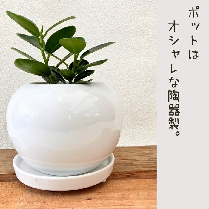 観葉植物現品販売