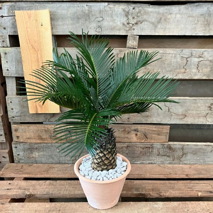 観葉植物 【現品】☆屋外用☆ おしゃれなテラコッタ入り ソテツ (蘇鉄
