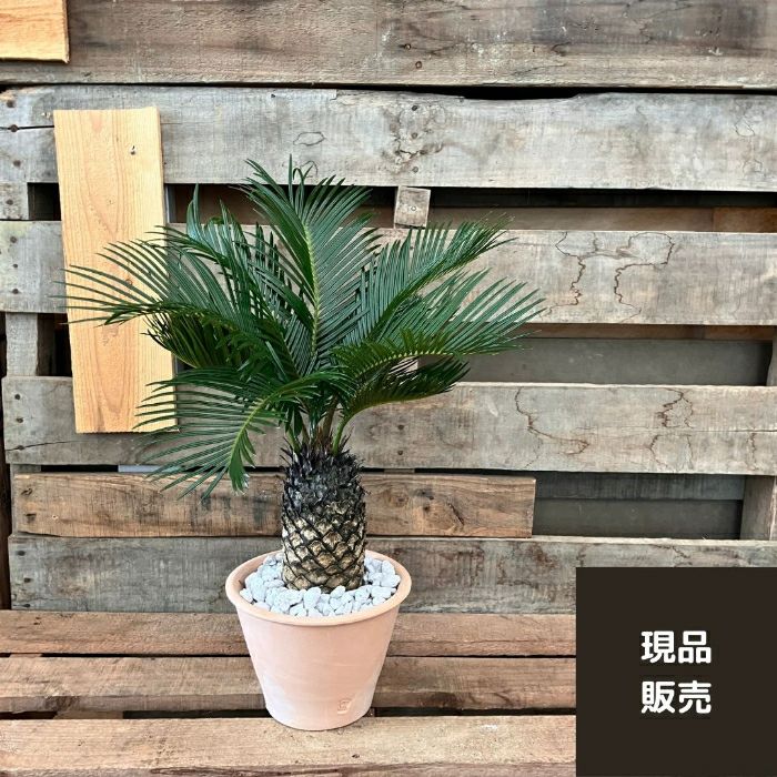 観葉植物現品販売