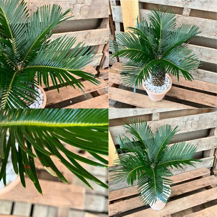 観葉植物現品販売