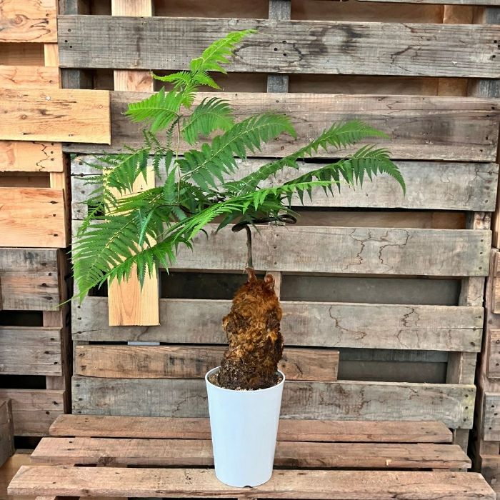 観葉植物 ☆希少☆【現品】タカワラビ(キンモウコウ) 6号サイズ 001232
