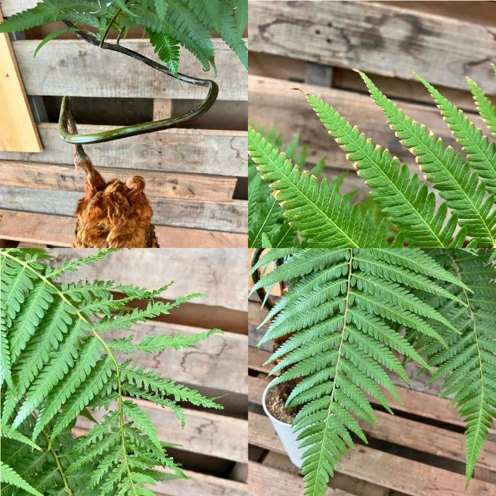 観葉植物現品販売