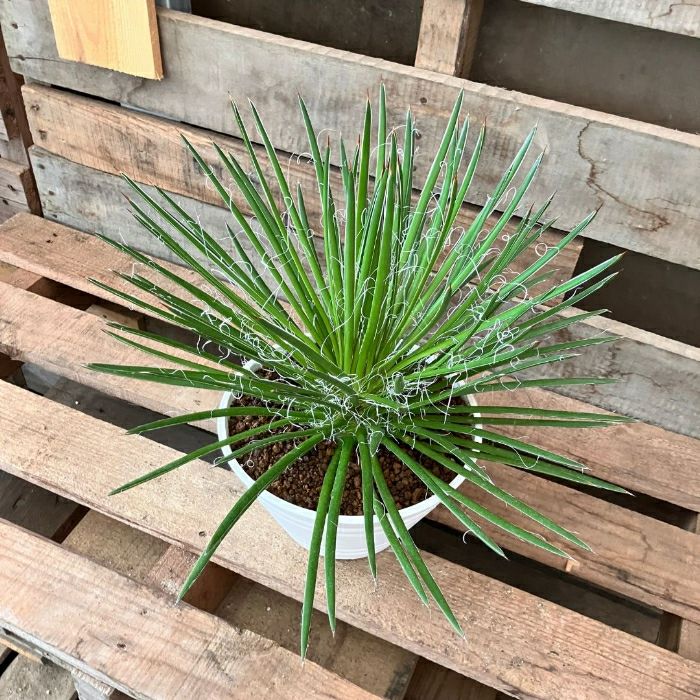 観葉植物 ☆希少☆ 現品 アガベ ジェミニフローラ （ゲミニフローラ