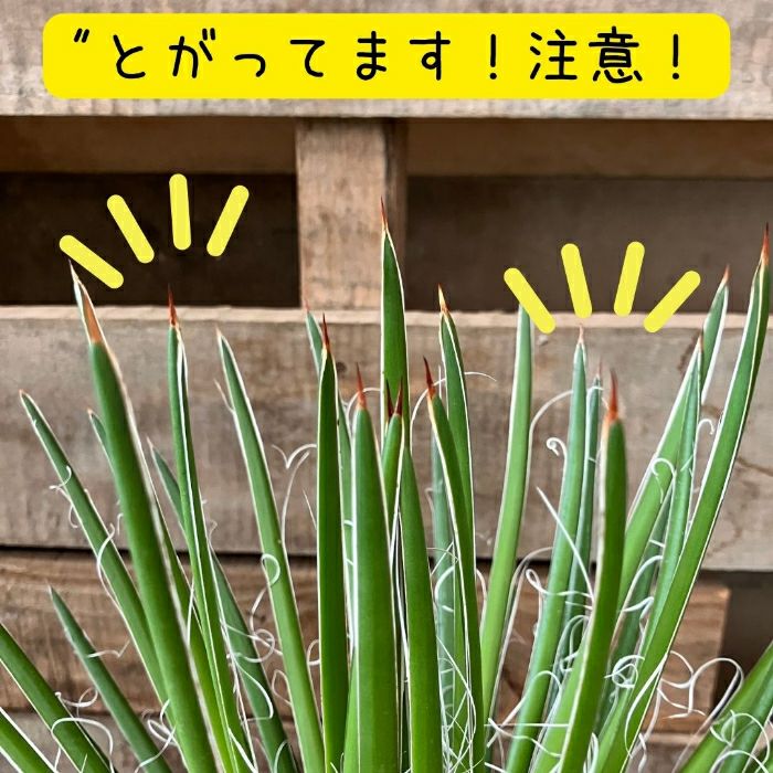 観葉植物現品販売