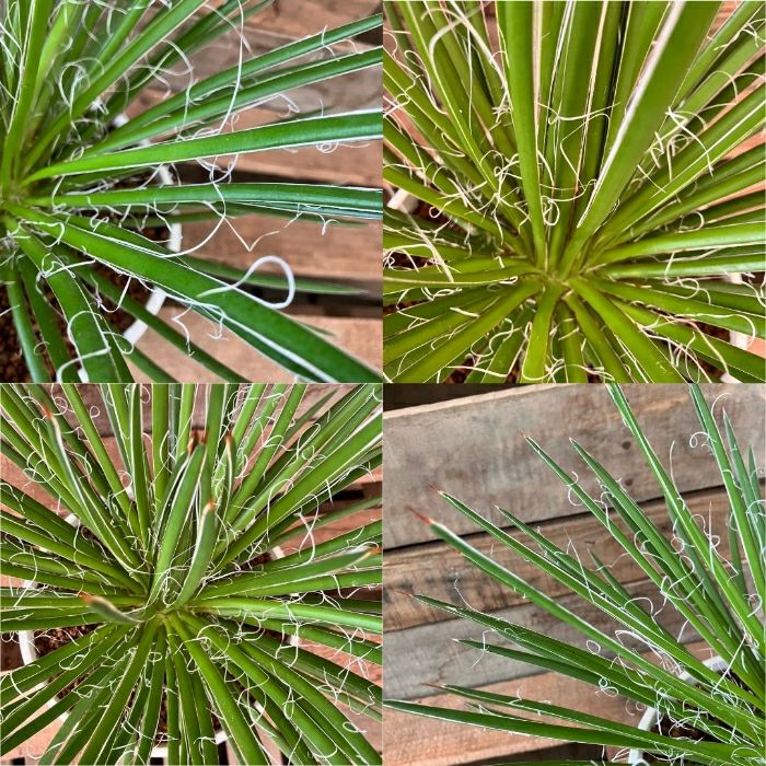 観葉植物現品販売