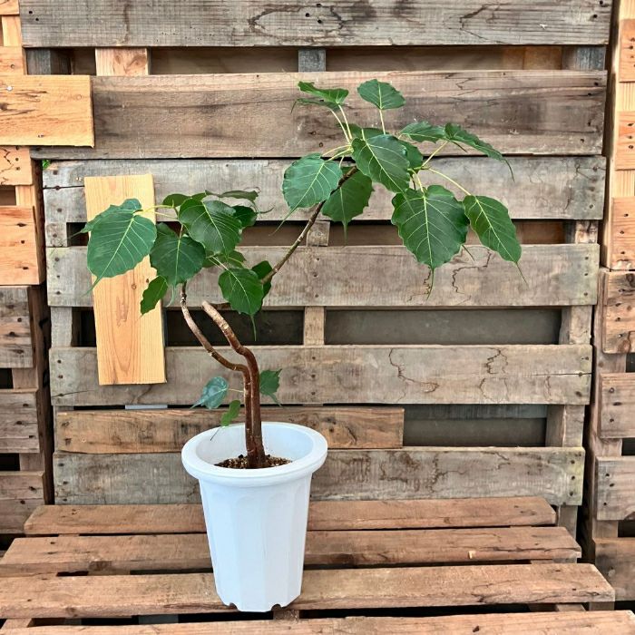 観葉植物 【現品】 希少 1点もの インドボダイジュ（フィカス