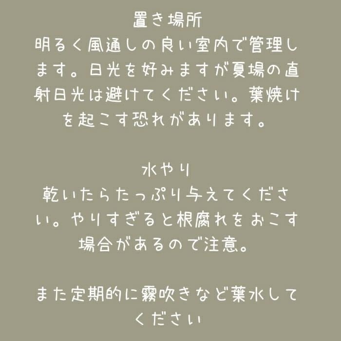 観葉植物現品販売