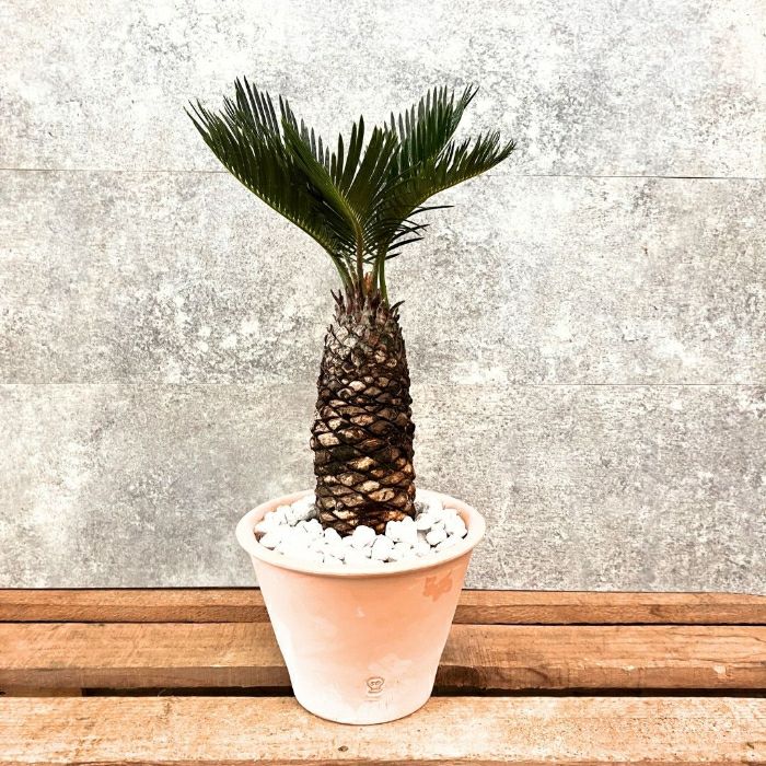 観葉植物 【現品】☆屋外用☆ おしゃれなテラコッタ入り ソテツ (蘇鉄