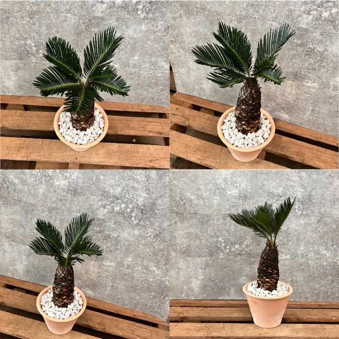 観葉植物現品販売