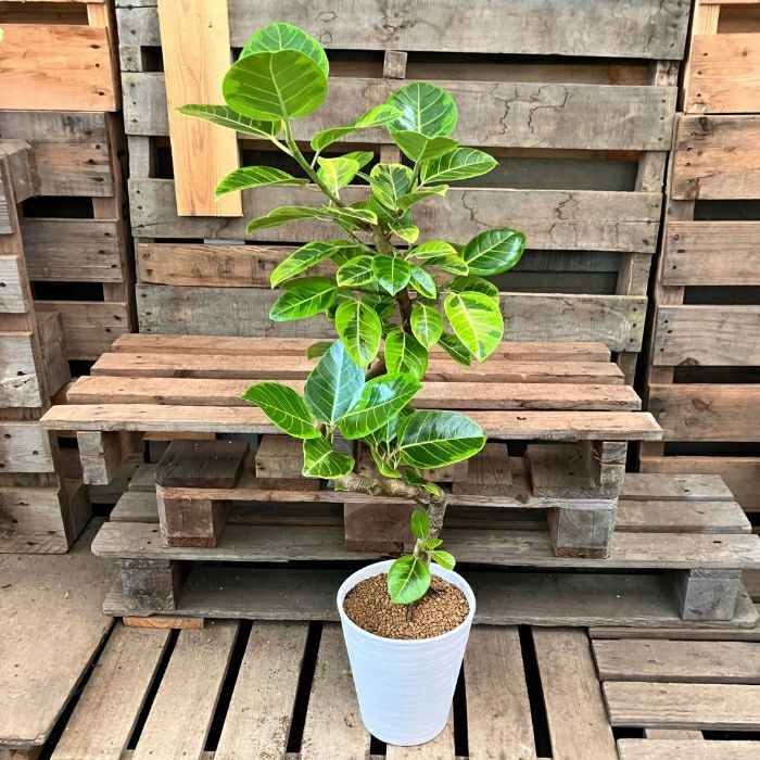 観葉植物現品販売